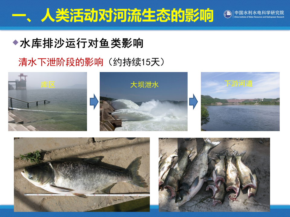 中国水利水电科学研究院&middot;河流生态修复中的若干问题研究 PPT(39页) 第8页